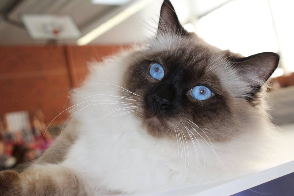 Citrus en séance photos