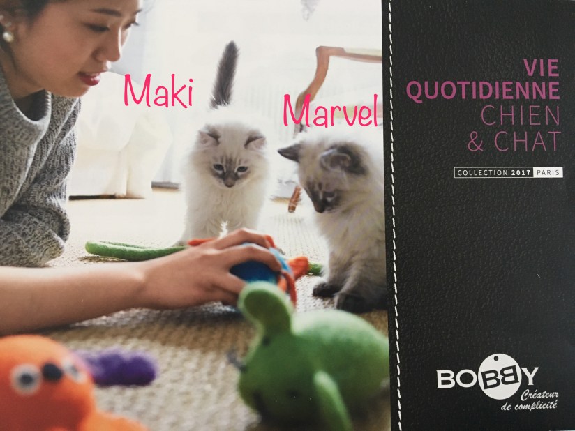 Chatons Sibériens Du Royaume Enneigé 