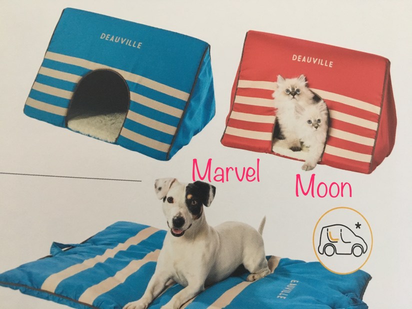 Chatons Sibériens Du Royaume Enneigé 