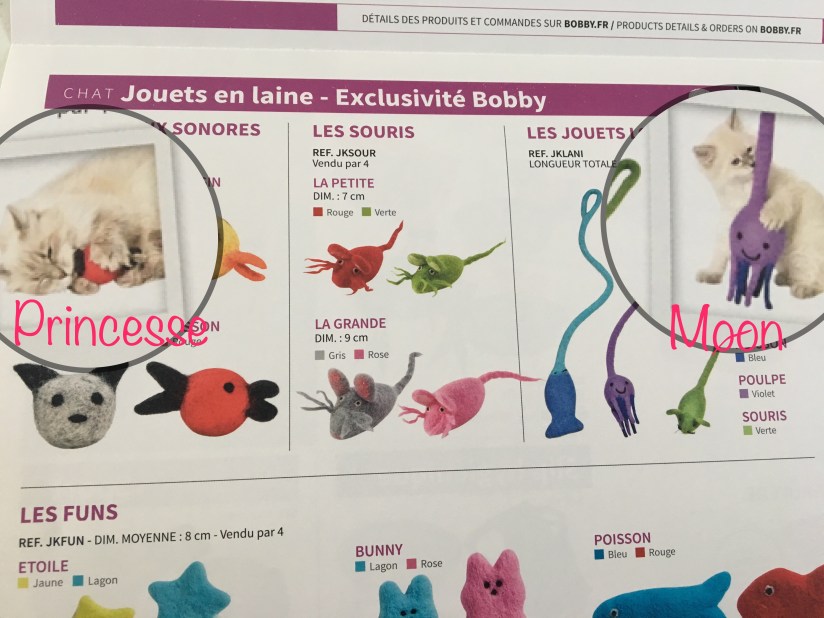 Chatons Sibériens Du Royaume Enneigé 