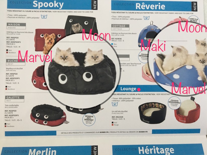 Chatons Sibériens Du Royaume Enneigé 