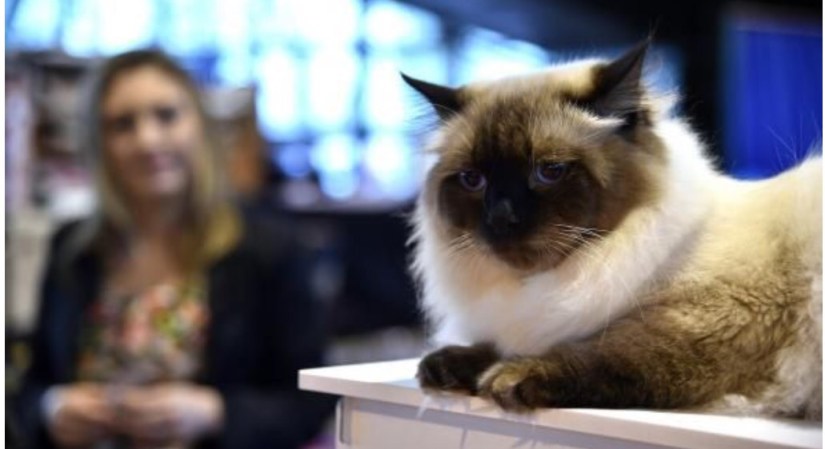 Chatons Sibériens Du Royaume Enneigé 