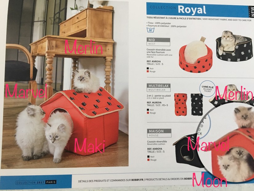 Chatons Sibériens Du Royaume Enneigé 